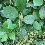 Cordia dentata Φρούτο