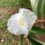 Costus speciosus Λουλούδι