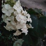 Hydrangea quercifolia Fiore