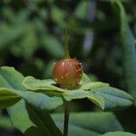 Hypericum frondosum Frukto