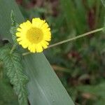 Vicoa indica Floro