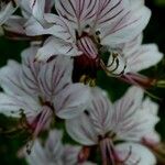Dictamnus albus Çiçek