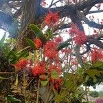 Erythrina abyssinica ശീലം