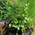 Cardamine asarifolia Likasa