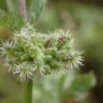 Torilis nodosa Fruit