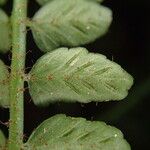 Asplenium barteri Folha