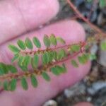 Phyllanthus caroliniensis Feuille