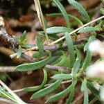 Iberis saxatilis Leaf