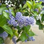 Ceanothus arboreusFlower