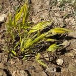 Hakonechloa macra Leaf