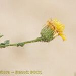 Pulicaria sicula Otro