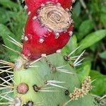 Opuntia littoralis Plod