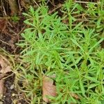 Galium verrucosum पत्ता