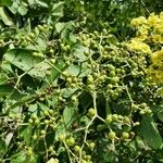 Cordia dentata Fruit