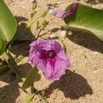 Ipomoea pes-caprae Flower