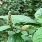 Aristolochia pilosa Кветка