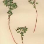 Euphorbia variabilis Hábito
