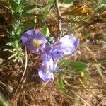 Moraea sisyrinchium Flower