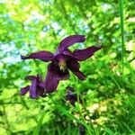 Aquilegia atrataFlower