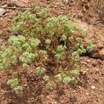 Chaetonychia cymosa Otro