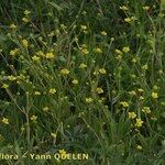 Ranunculus ophioglossifolius Libunga