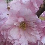 Prunus serrulata Flor