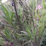 Lavandula pedunculata Folha