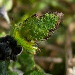 Papaver croceum Blad