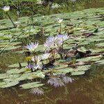 Nymphaea elegans Habitus