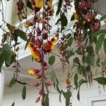 Thunbergia mysorensis Цветок