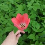 Tulipa gesneriana ᱵᱟᱦᱟ