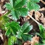 Potentilla verna Blatt