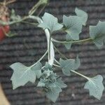 Senecio articulatus Blatt