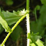 Leucanthemum vulgare Bark