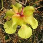 Sarracenia alata Flower