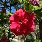 Hibiscus fragilisBlodyn