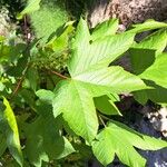 Acer pseudoplatanus List