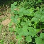 Rubus andegavensis Annet