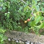 Prunus mahaleb Plod