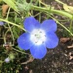 Nemophila phacelioides Цвят