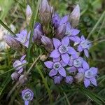 Gentianella ramosa Floare