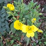 Oenothera parviflora Fiore