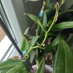 Dendrobium spp. Virág