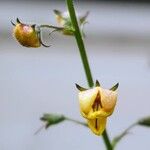 Verbascum blattariaFlower