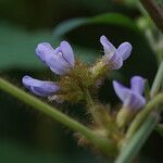 Calopogonium mucunoides Květ