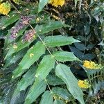 Berberis japonica Leaf