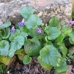 Viola odorata花