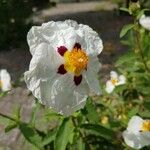 Cistus ladanifer Fleur