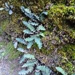 Asplenium ceterach Habit