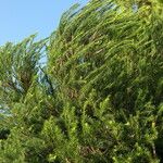 Melaleuca armillaris Blad